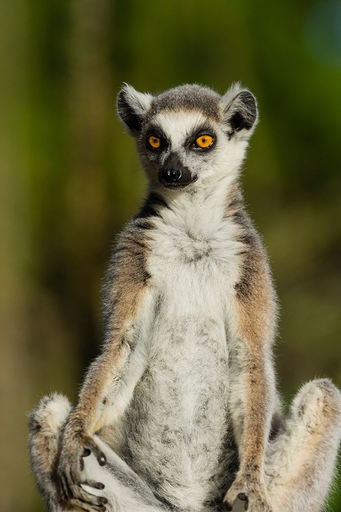 Madagascar-Berenty-Berenty Reserve Ring-tailed lemur art print by Inger Hogstrom for $57.95 CAD